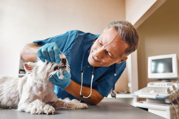 Best 24-Hour Emergency Dental Care in Boyne City, MI